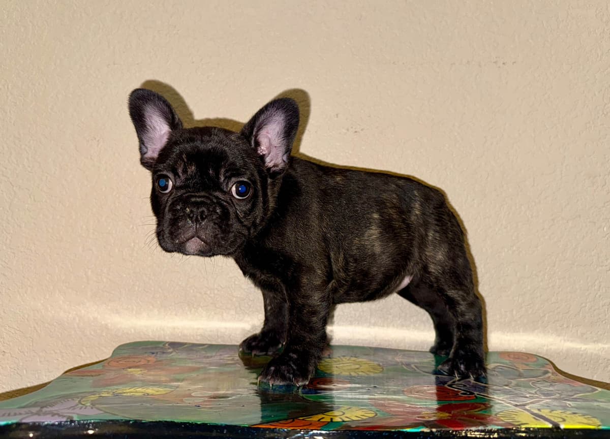 AKC French Bulldog Puppies – Health Tested, Home Raised breeder image 1