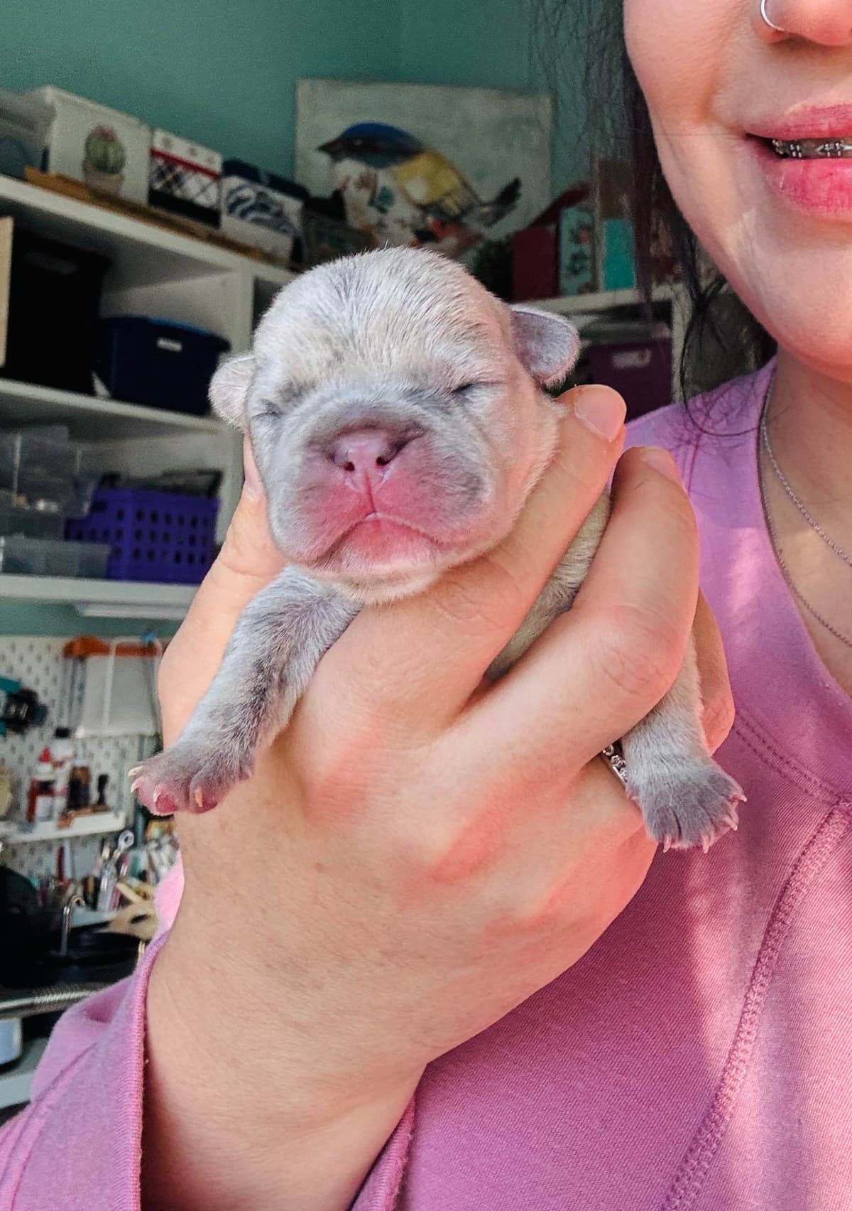 AKC French Bulldog Puppies – Health Tested, Home Raised breeder image 2