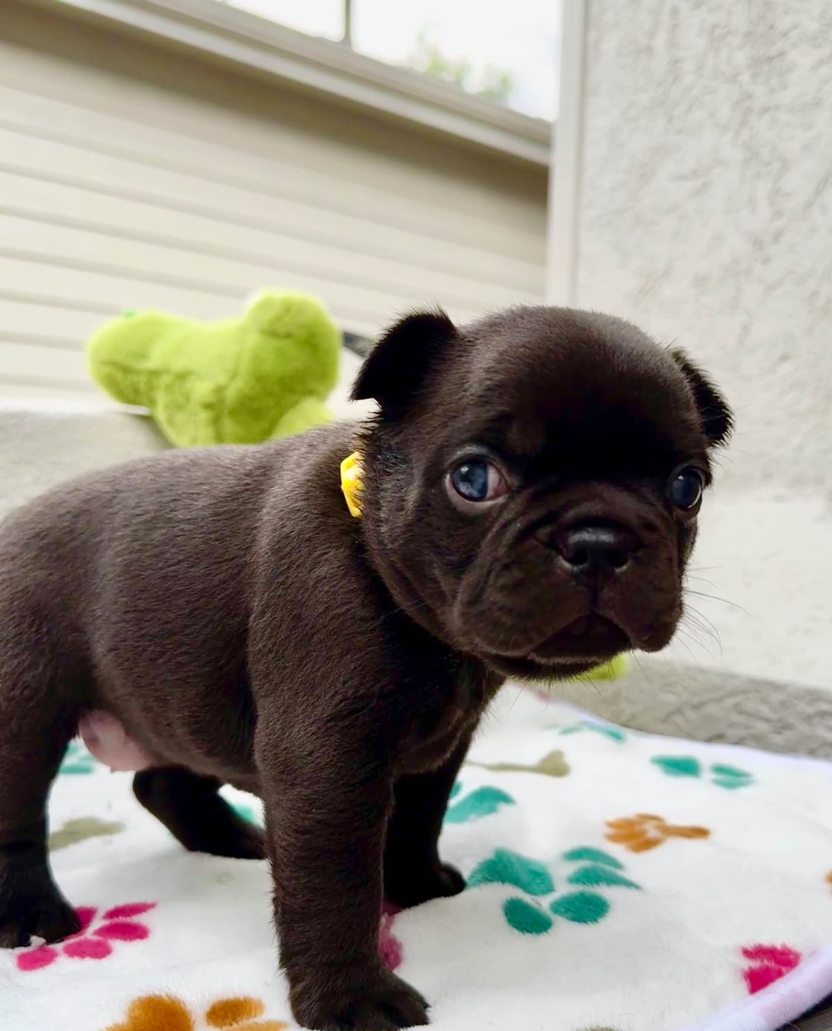AKC French Bulldog Puppies – Health Tested, Home Raised breeder image 5