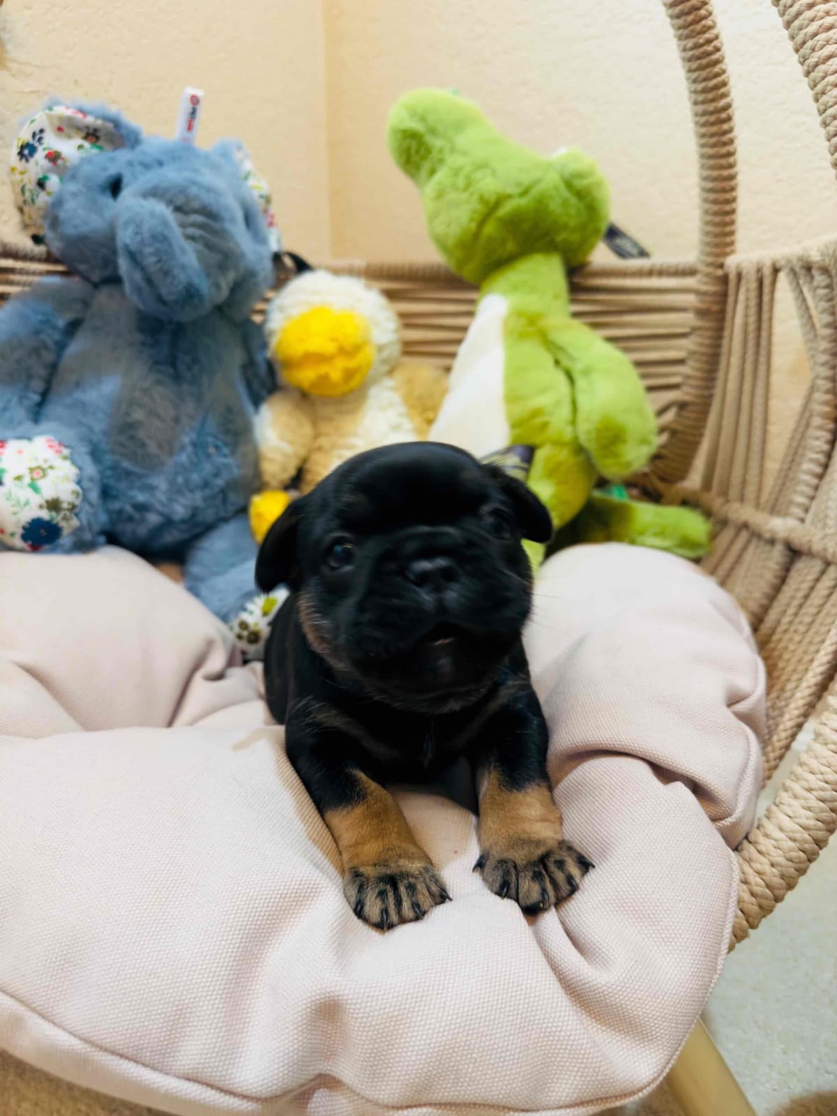 AKC French Bulldog Puppies – Health Tested, Home Raised breeder image 4