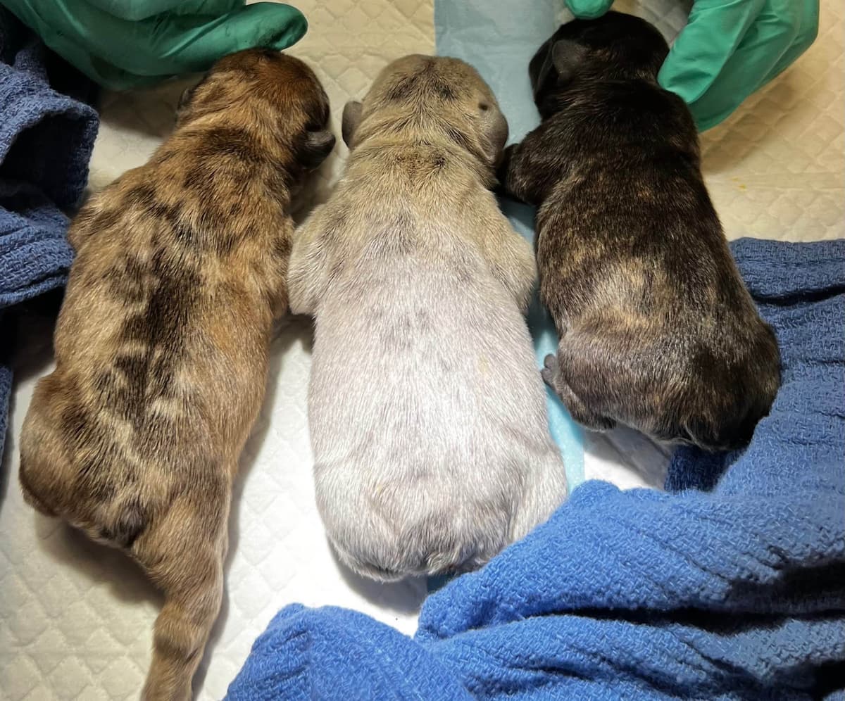 AKC French Bulldog Puppies – Health Tested, Home Raised breeder image 8