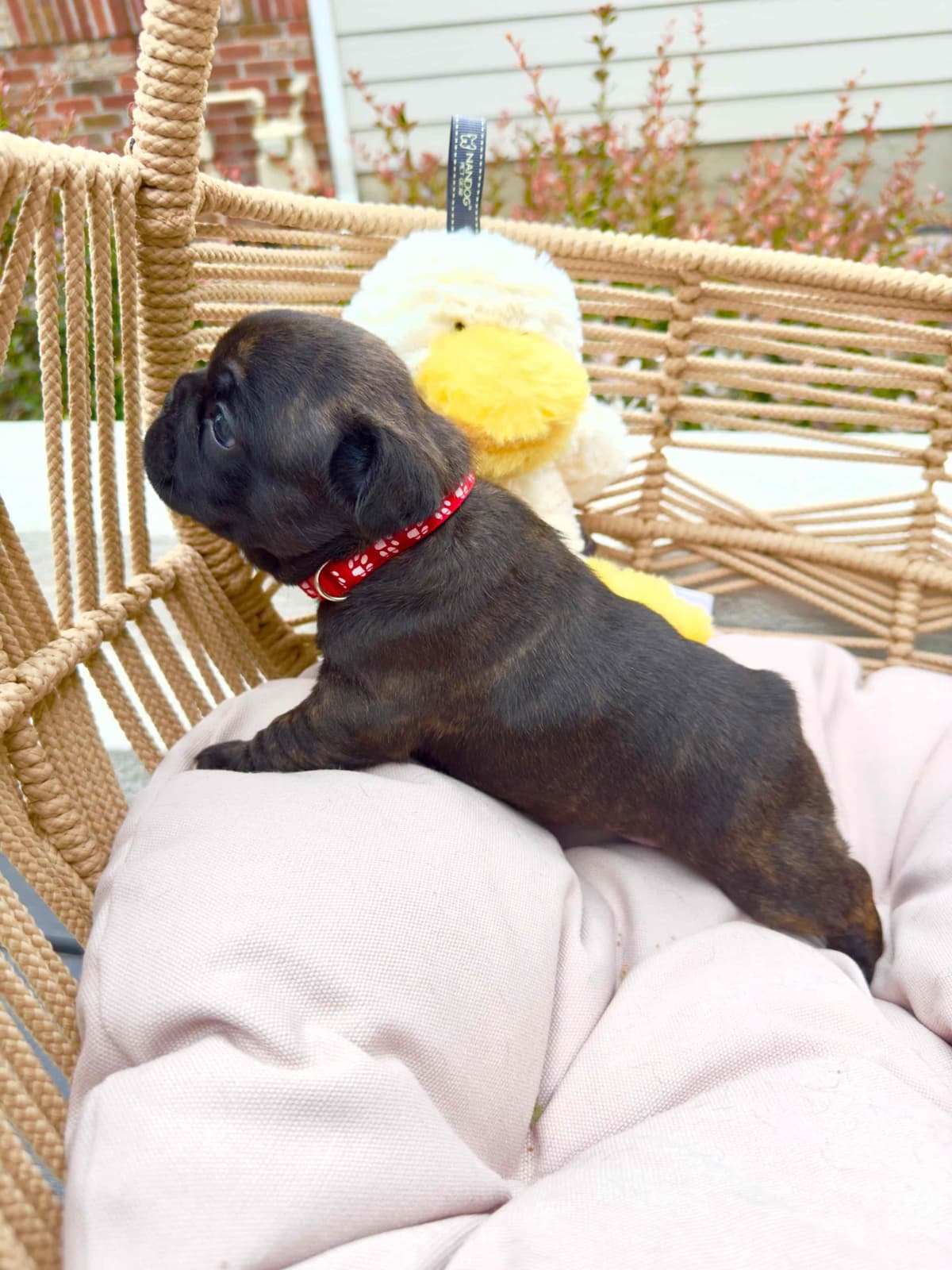 AKC French Bulldog Puppies – Health Tested, Home Raised breeder image 12
