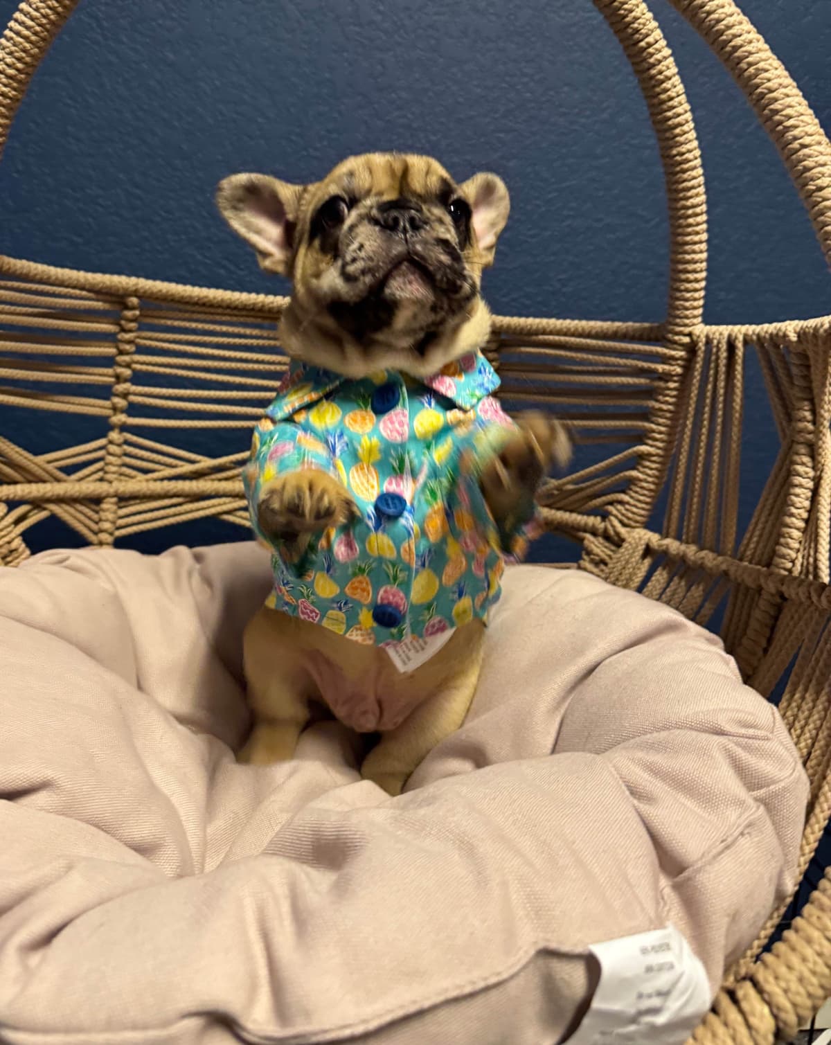 AKC French Bulldog Puppies – Health Tested, Home Raised breeder image 7