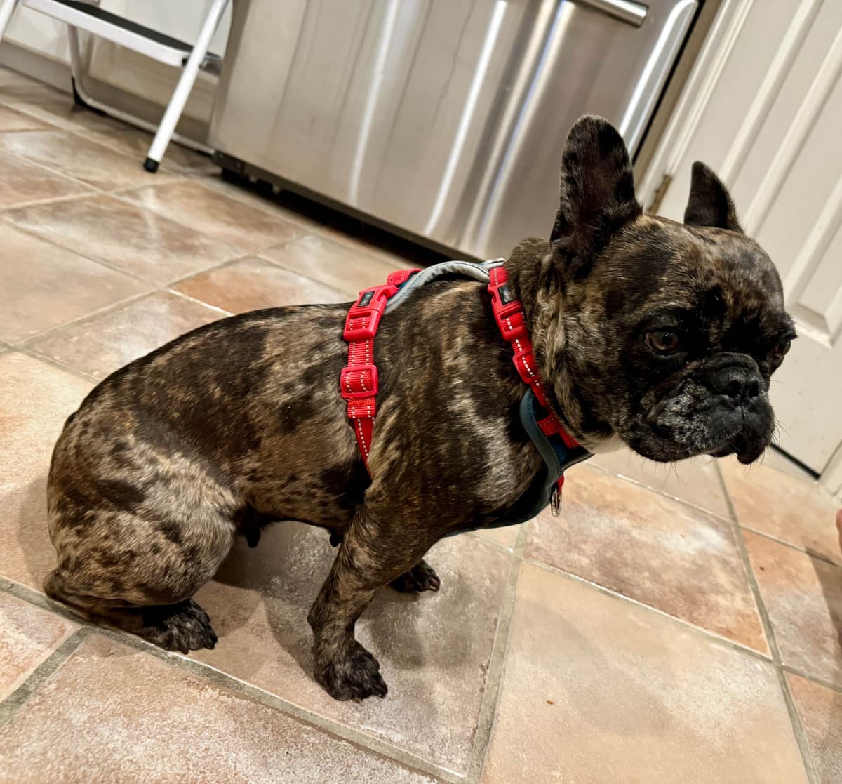 AKC French Bulldog Puppies – Health Tested, Home Raised breeder image 10
