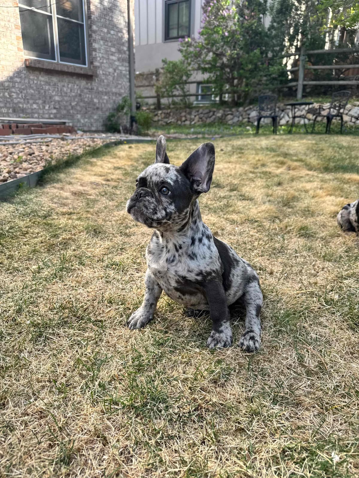 AKC French Bulldog Puppies – Health Tested, Home Raised breeder image 14