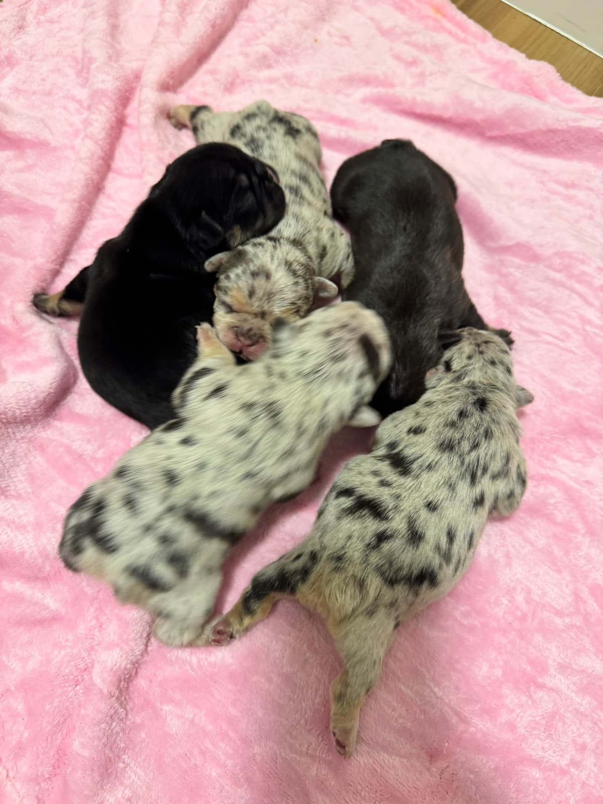 AKC French Bulldog Puppies – Health Tested, Home Raised breeder image 15