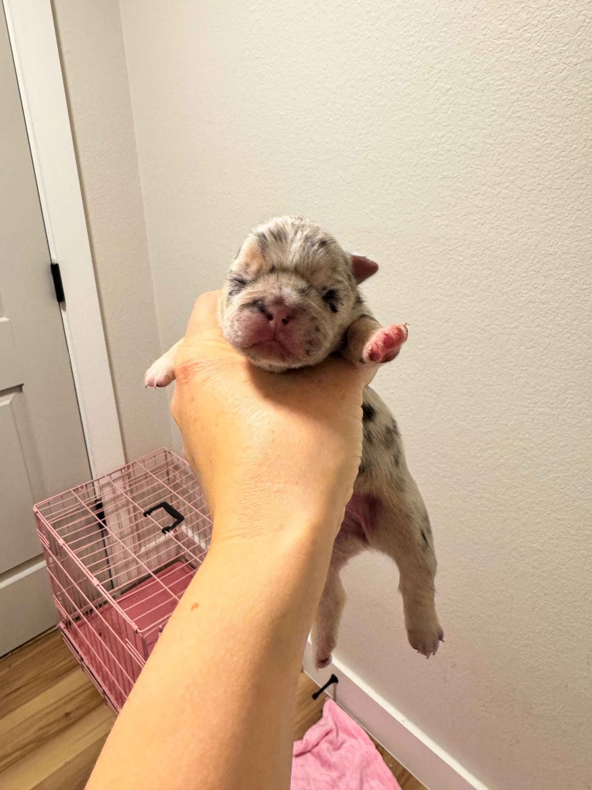 AKC French Bulldog Puppies – Health Tested, Home Raised breeder image 17