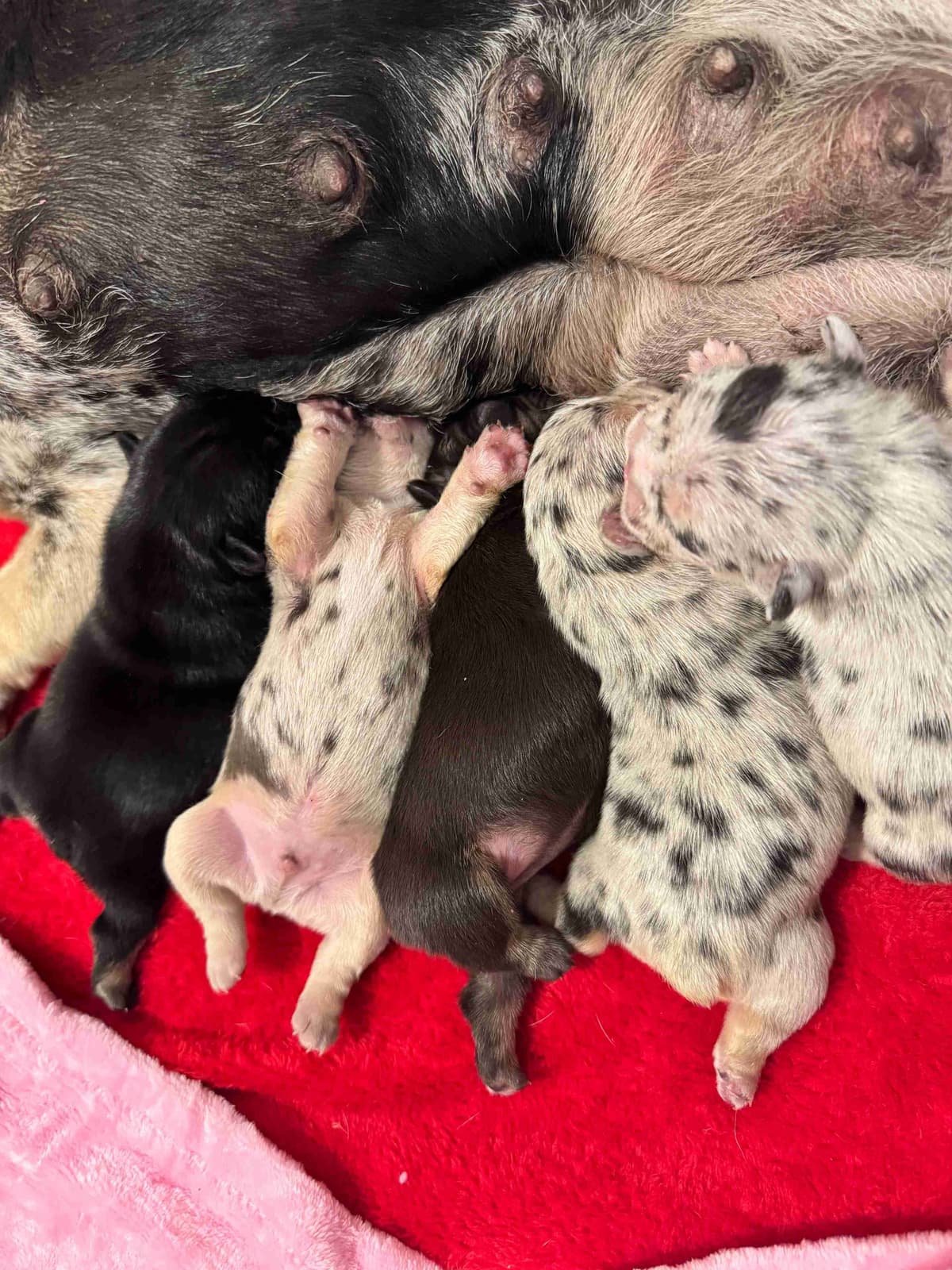 AKC French Bulldog Puppies – Health Tested, Home Raised breeder image 18