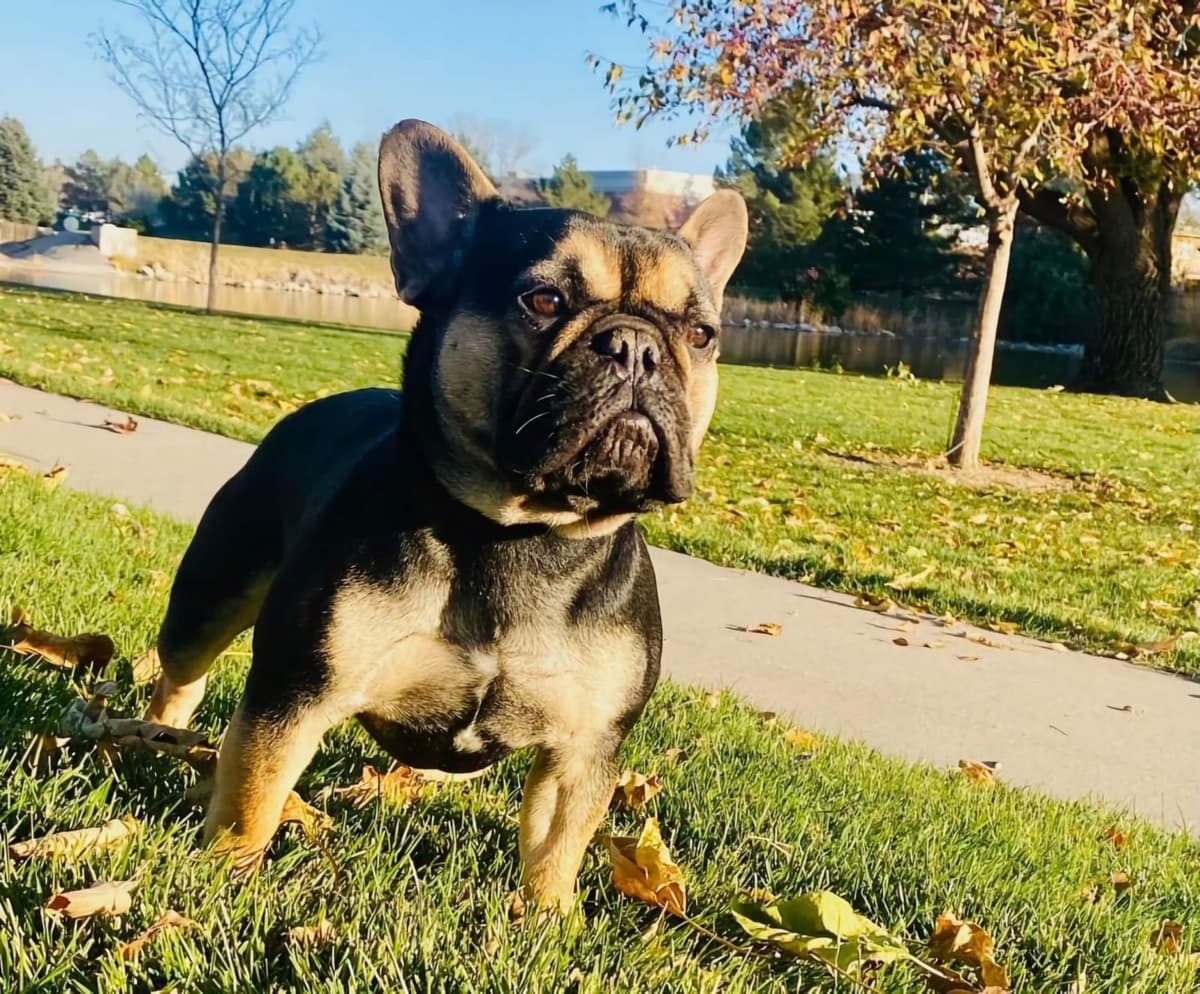 AKC French Bulldog Puppies – Health Tested, Home Raised breeder image 20