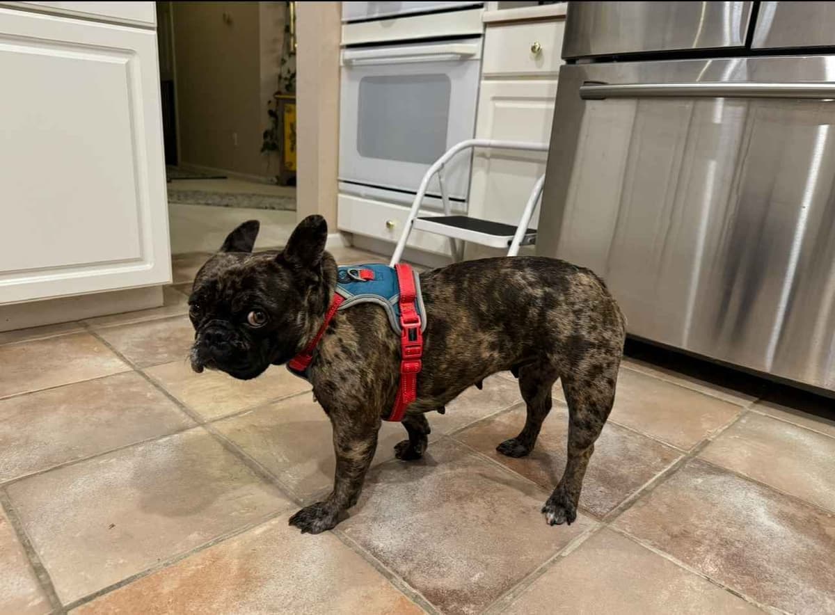 AKC French Bulldog Puppies – Health Tested, Home Raised breeder image 21