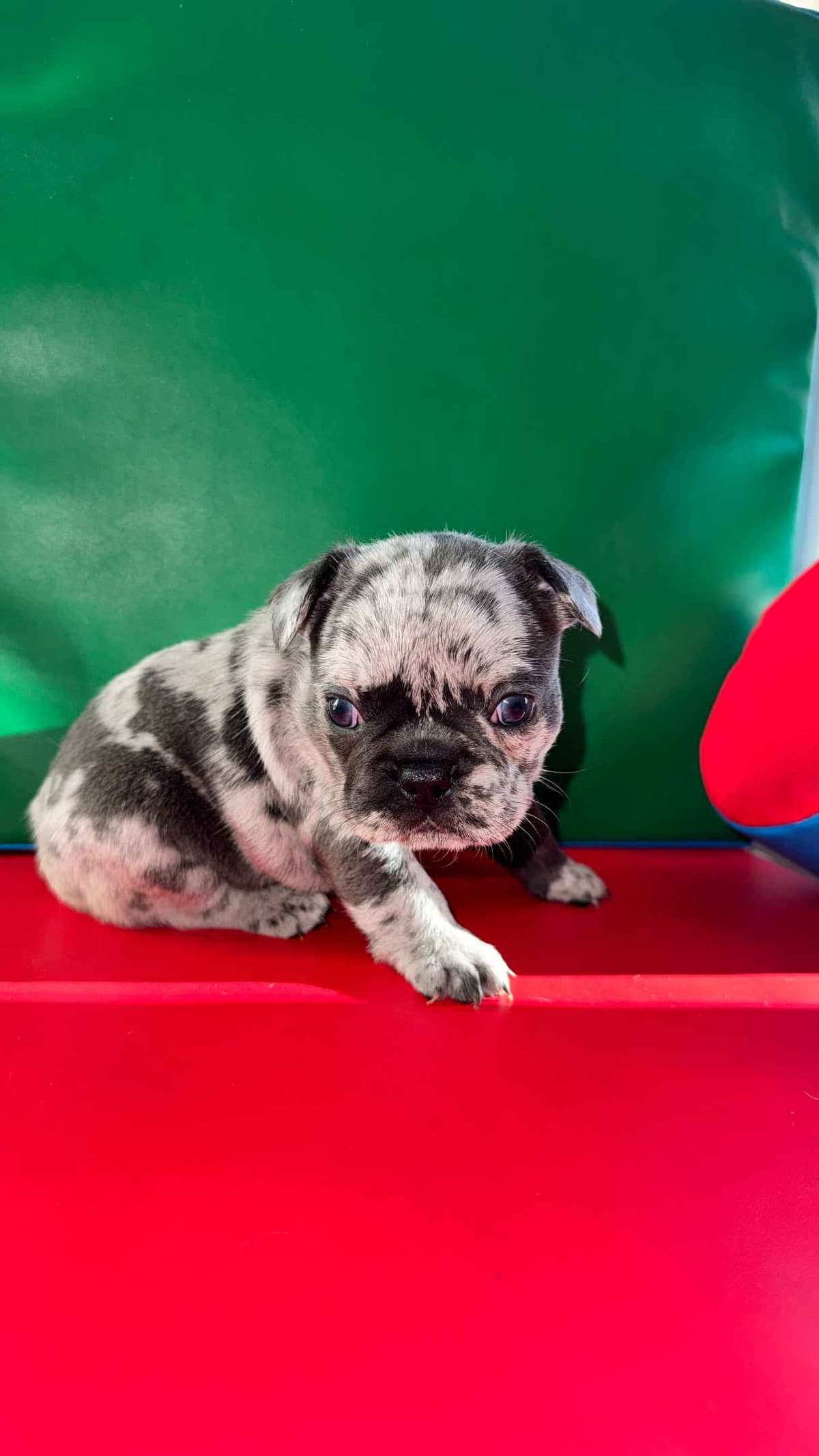 AKC French Bulldog Puppies – Health Tested, Home Raised breeder image 22
