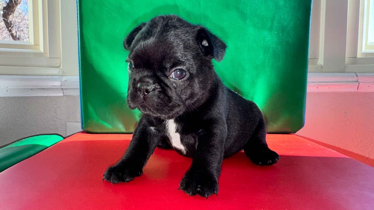 AKC French Bulldog Puppies – Health Tested, Home Raised breeder image 23