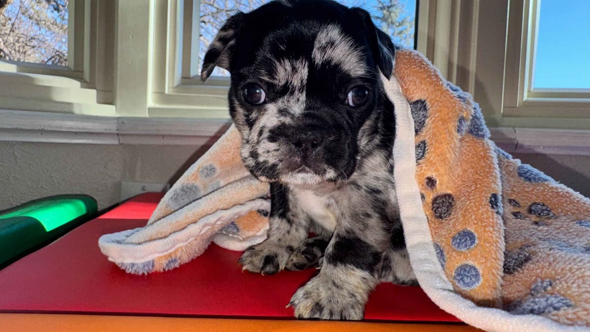 AKC French Bulldog Puppies – Health Tested, Home Raised breeder image 24