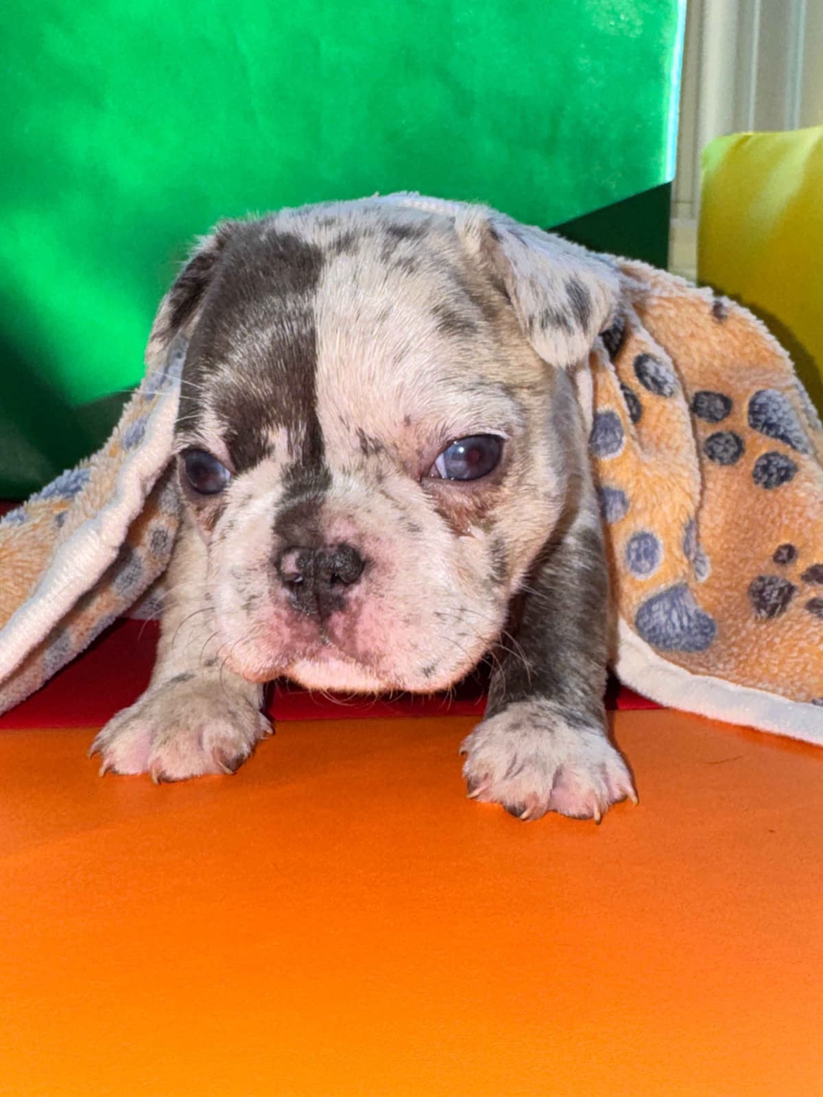 AKC French Bulldog Puppies – Health Tested, Home Raised breeder image 26