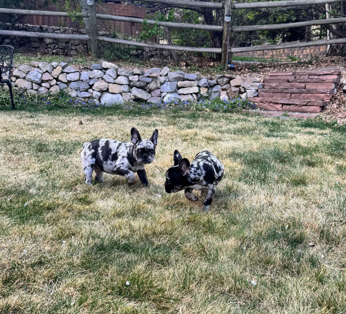 AKC French Bulldog Puppies – Health Tested, Home Raised breeder image 27