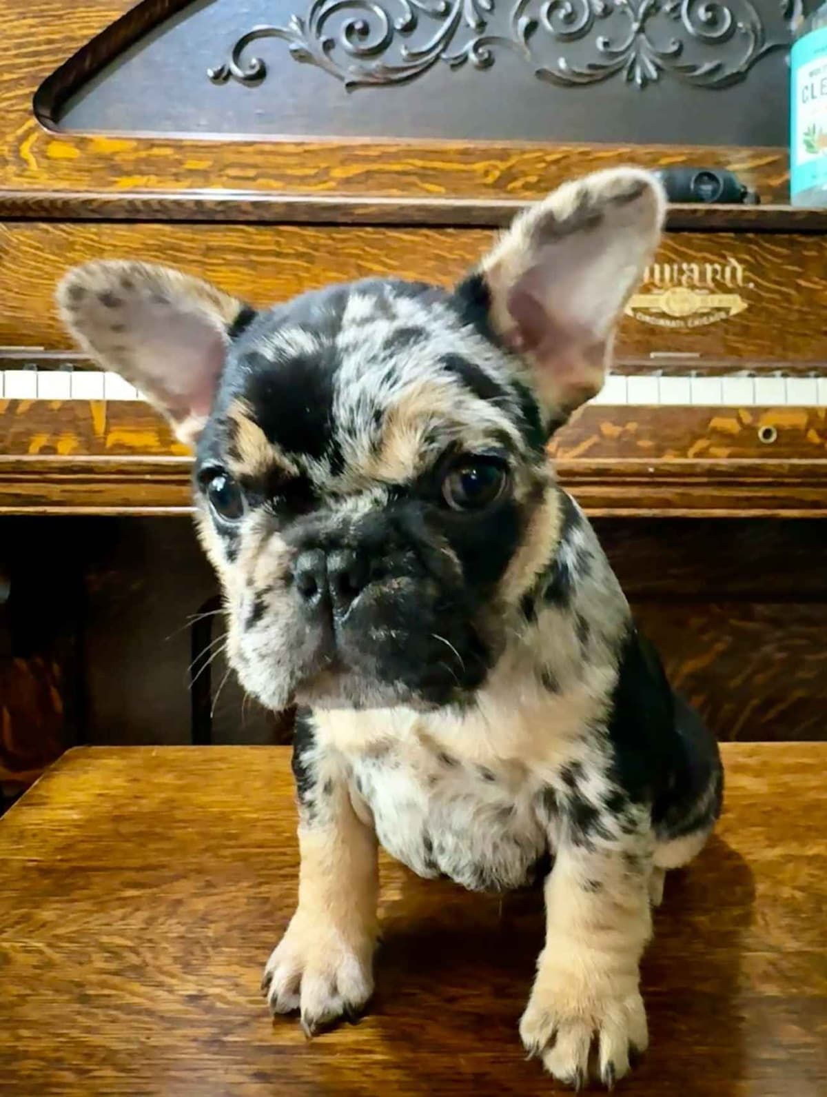 AKC French Bulldog Puppies – Health Tested, Home Raised breeder image 29