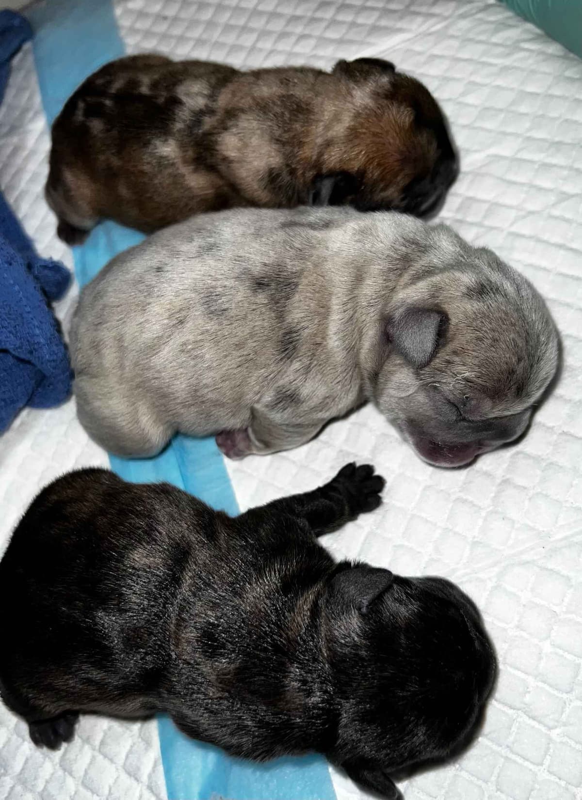 AKC French Bulldog Puppies – Health Tested, Home Raised breeder image 30