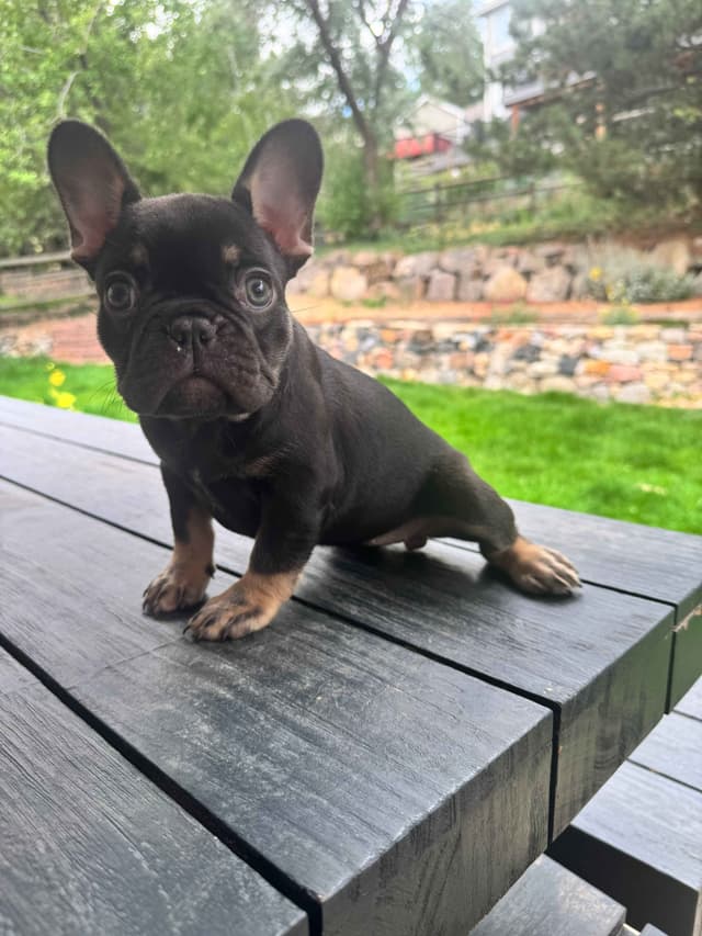 AKC French Bulldog Puppies – Health Tested, Home Raised media 4