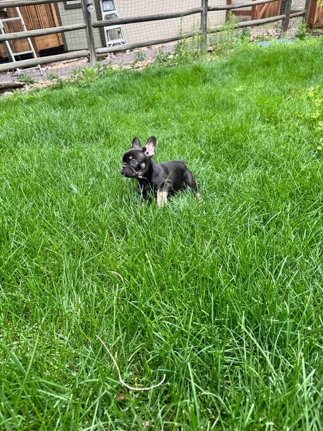 AKC French Bulldog Puppies – Health Tested, Home Raised media 6
