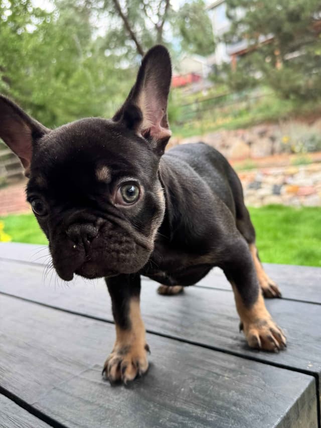 AKC French Bulldog Puppies – Health Tested, Home Raised media 5