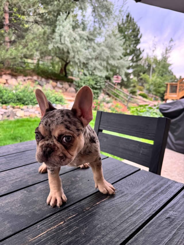 AKC French Bulldog Puppies – Health Tested, Home Raised media 7