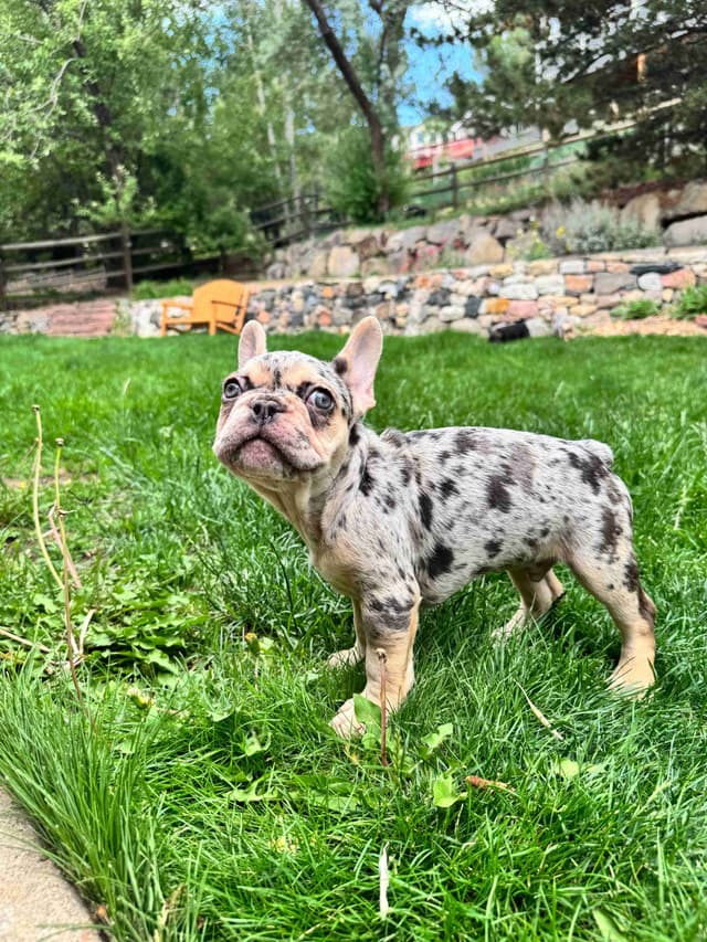 AKC French Bulldog Puppies – Health Tested, Home Raised media 8