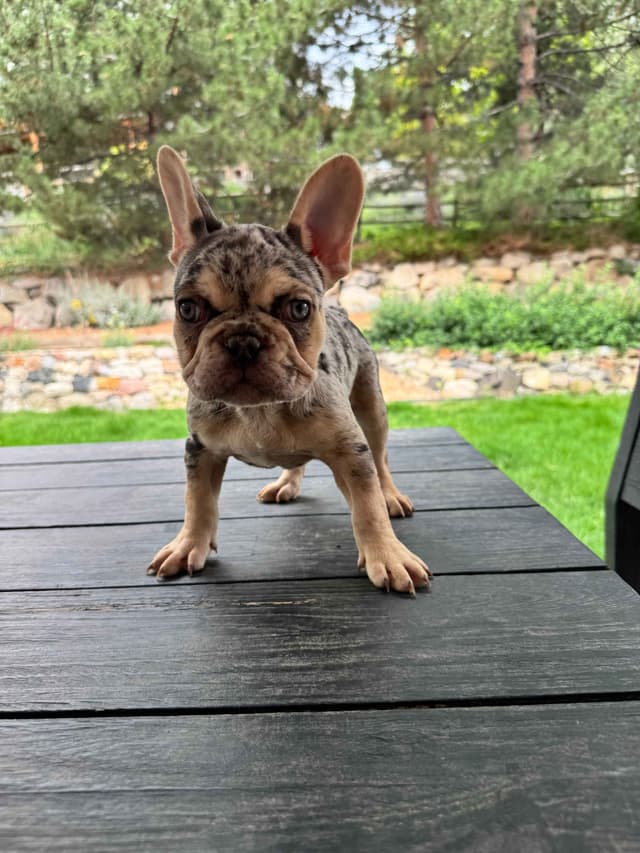 AKC French Bulldog Puppies – Health Tested, Home Raised media 9