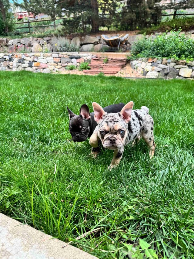 AKC French Bulldog Puppies – Health Tested, Home Raised media 2