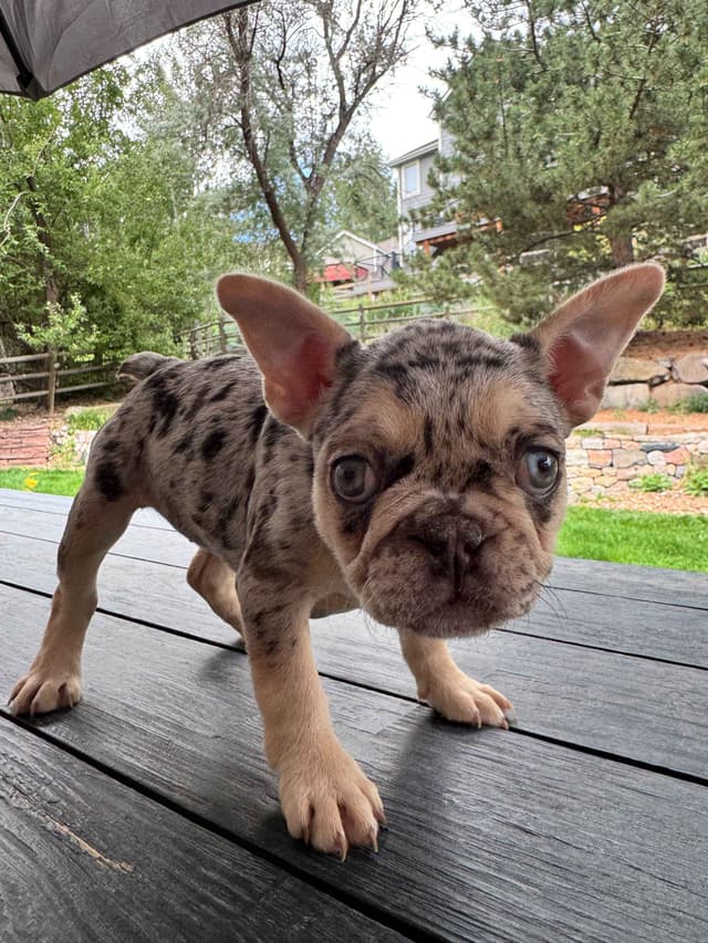 AKC French Bulldog Puppies – Health Tested, Home Raised media 3