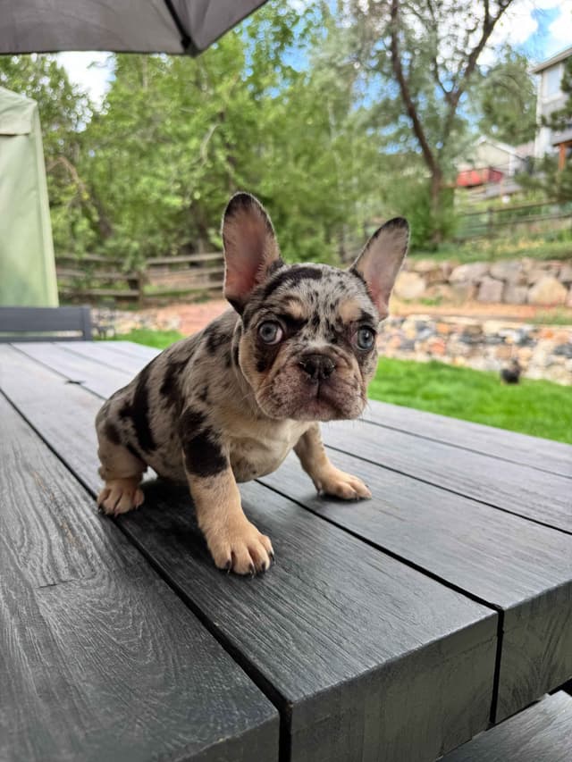 AKC French Bulldog Puppies – Health Tested, Home Raised media 10