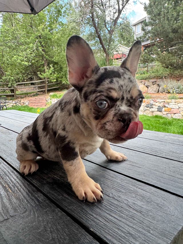 AKC French Bulldog Puppies – Health Tested, Home Raised media 11