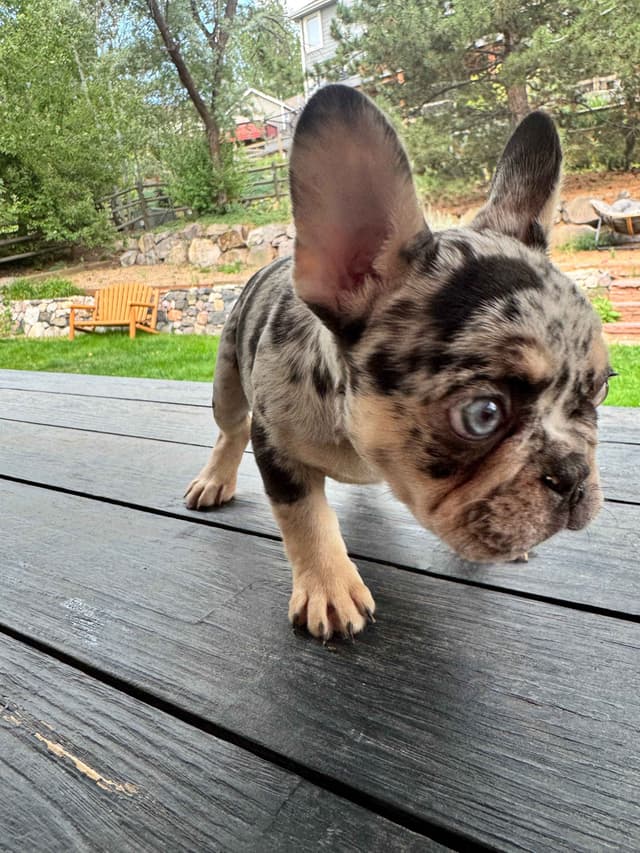 AKC French Bulldog Puppies – Health Tested, Home Raised media 12