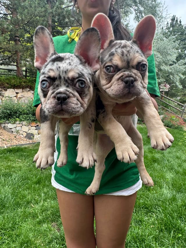 AKC French Bulldog Puppies – Health Tested, Home Raised media 13