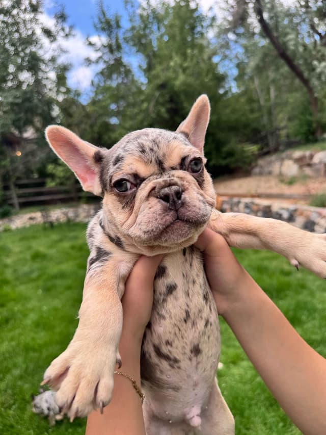 AKC French Bulldog Puppies – Health Tested, Home Raised media 14