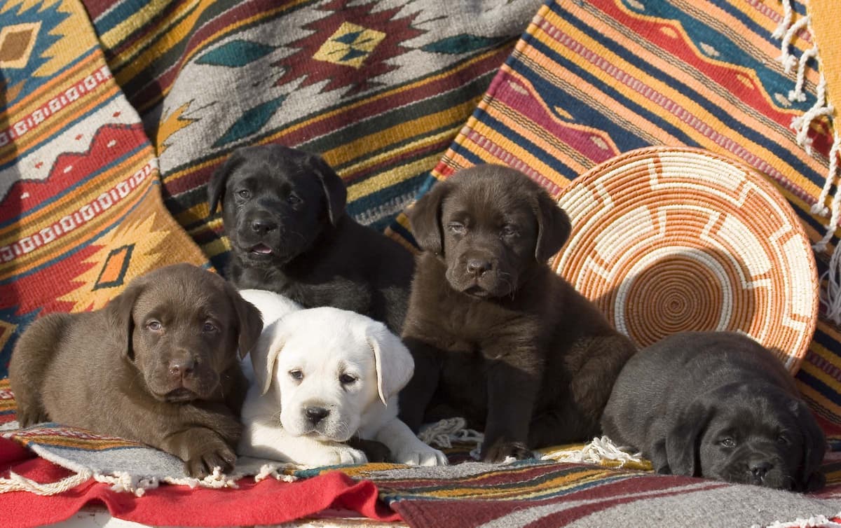 Labrador Retriever Puppies breeder image 3