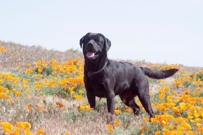 Labrador Retriever Puppies breeder image 6