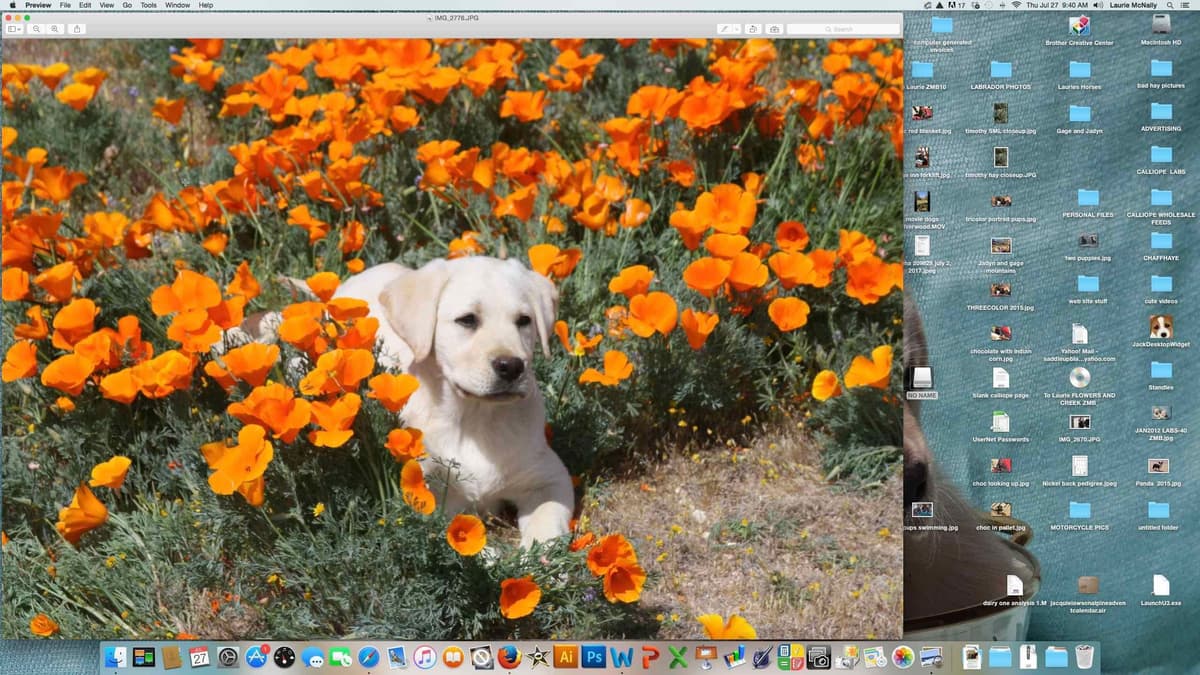 Labrador Retriever Puppies breeder image 7