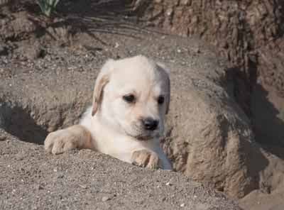 Labrador Retriever Puppies media 2