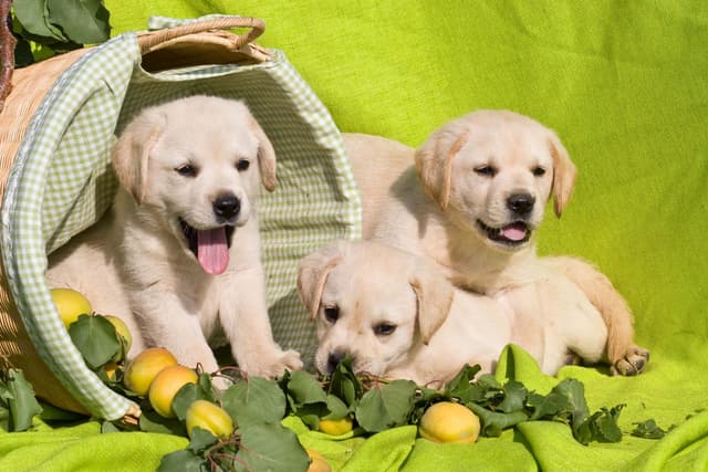 Labrador Retriever Puppies media 3