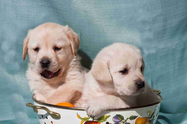 Labrador Retriever Puppies media 4