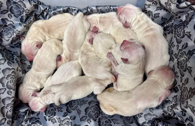 English cream Golden Retriever Puppies media 2