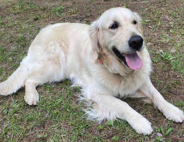 English cream Golden Retriever Puppies media 4