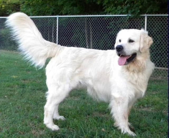 English cream Golden Retriever Puppies media 3