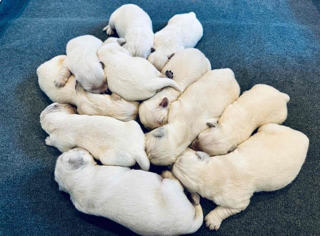 English cream Golden Retriever Puppies media 5