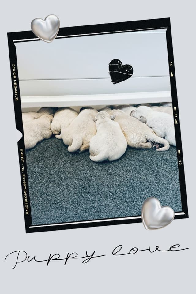 English cream Golden Retriever Puppies media 6