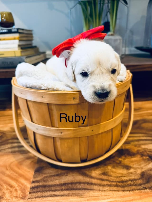 English cream Golden Retriever Puppies media 8