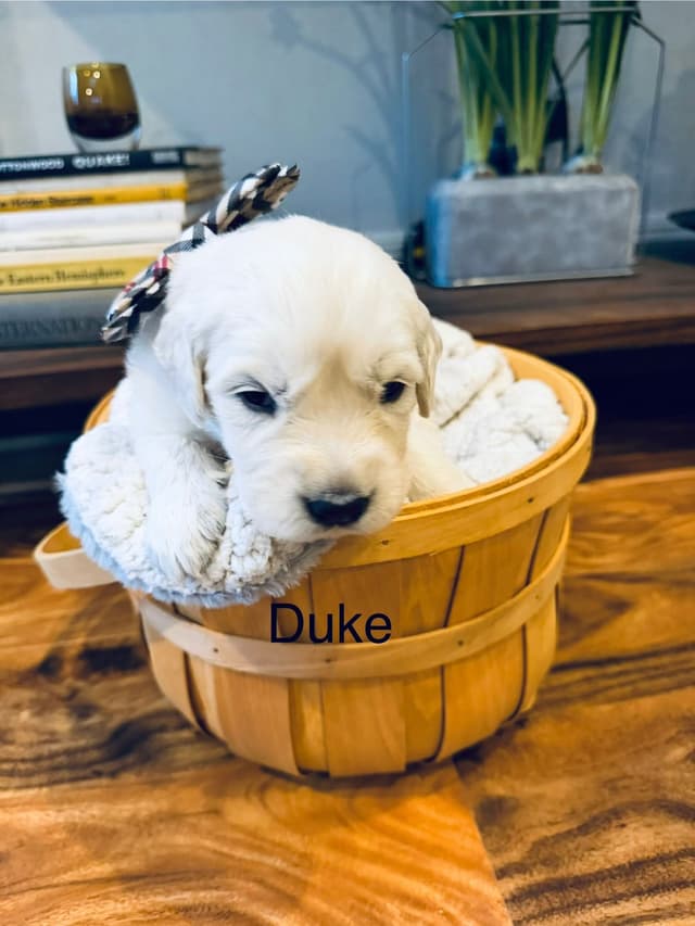 English cream Golden Retriever Puppies media 9