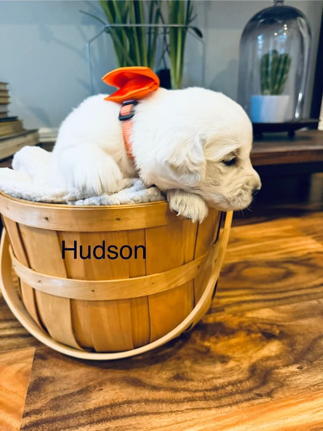 English cream Golden Retriever Puppies media 10