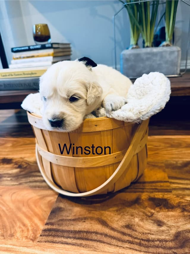 English cream Golden Retriever Puppies media 11