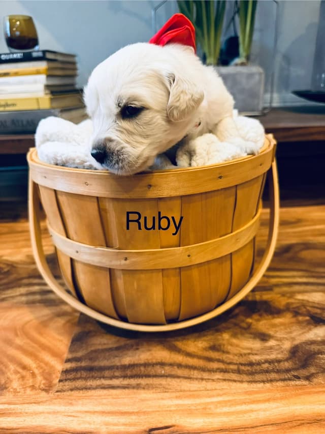 English cream Golden Retriever Puppies media 12